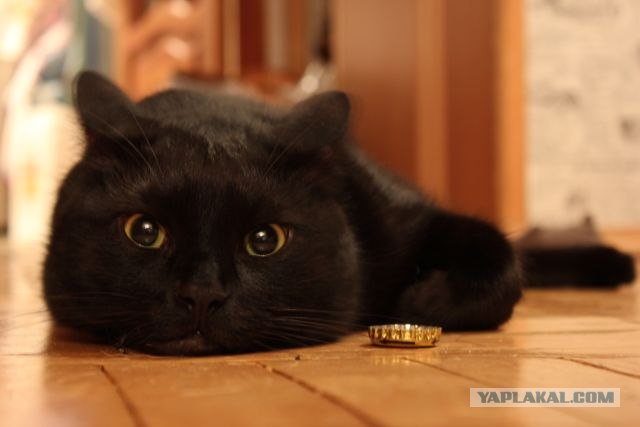Сонный Котовторник