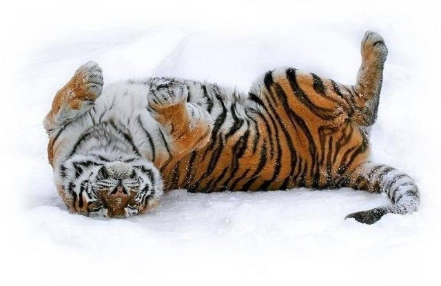 Милые животные. Мимиметр сломался