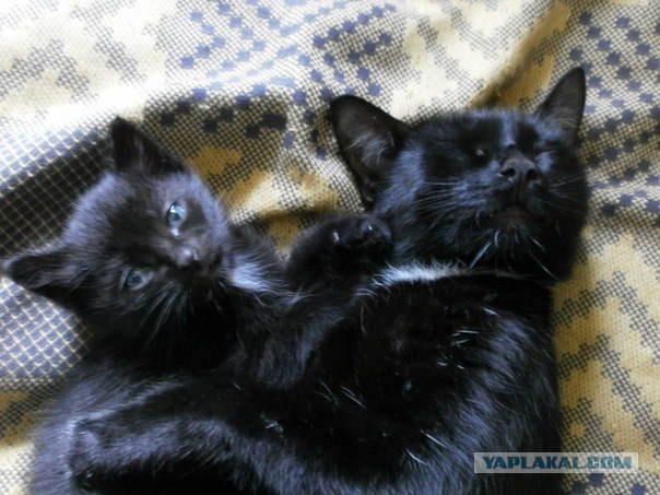 Ну и где ваш котовторник?