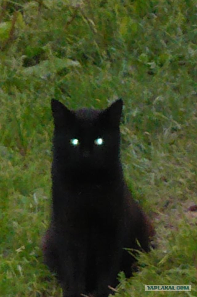 Котовторник 27.12.11