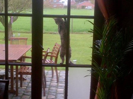 Котовторник 22.05.2012