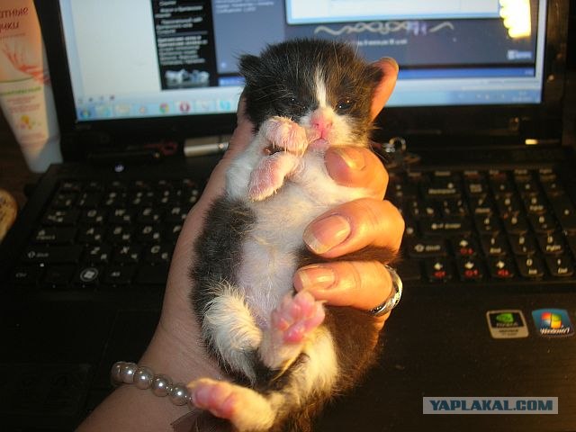 Котовторник   5.06.2012