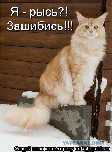 Надоело всё, теперь я сова!