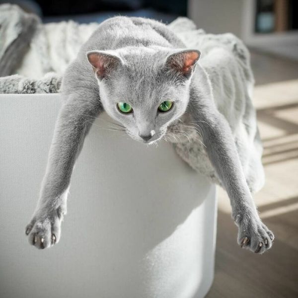 Забавные фото котеек