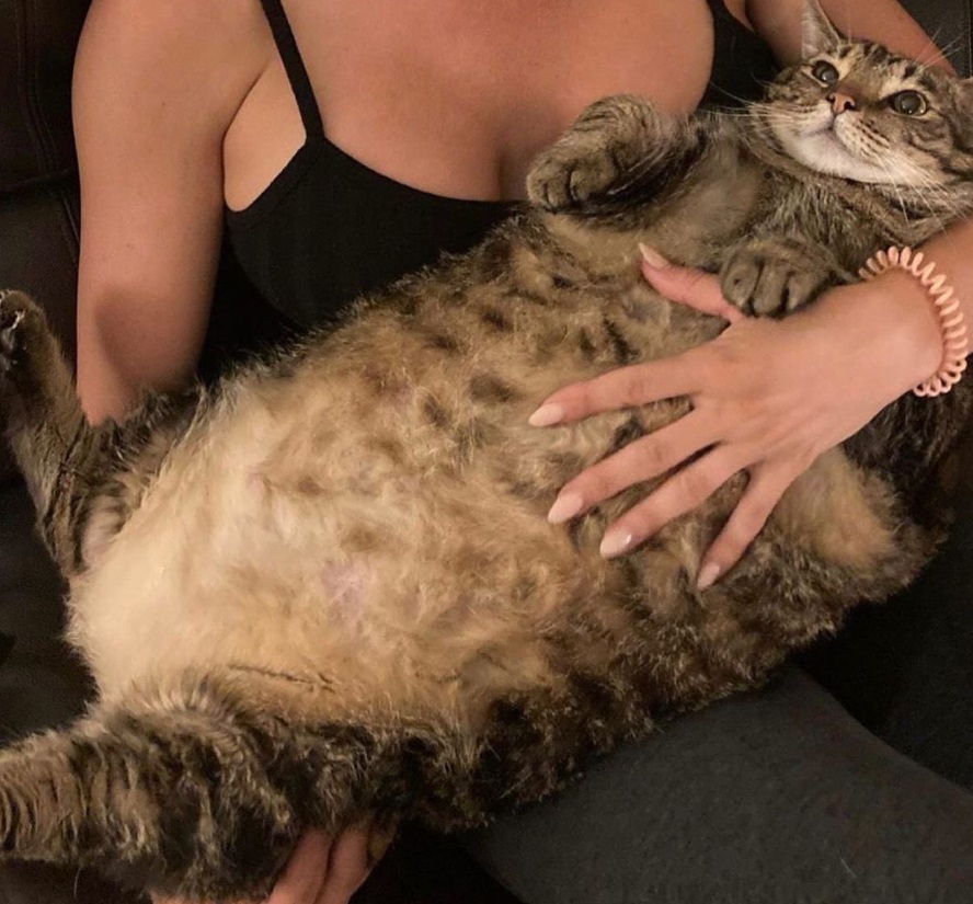 Ленивые и прекрасные: как выглядят лучшие в мире толстые коты - ЯПлакалъ