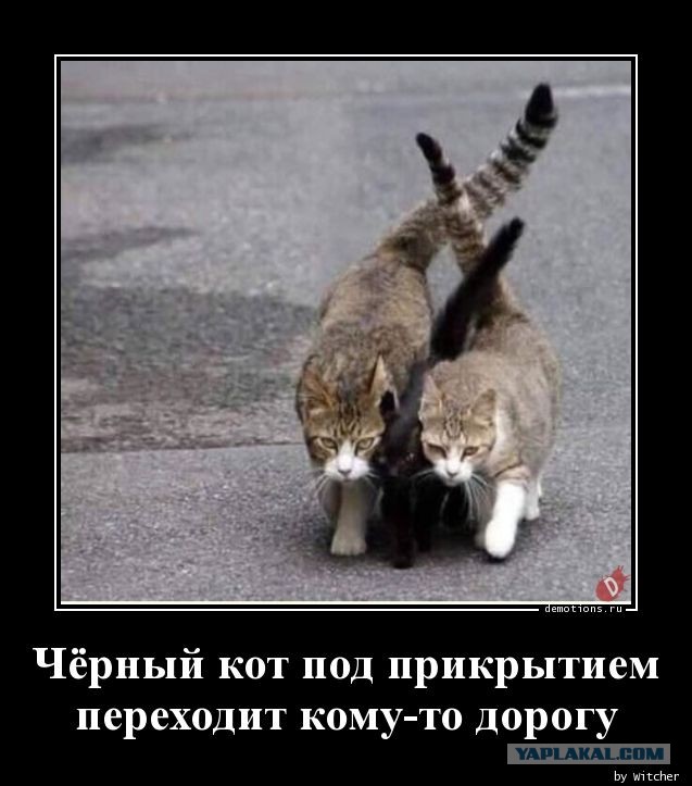 Чёрные коты не такие
