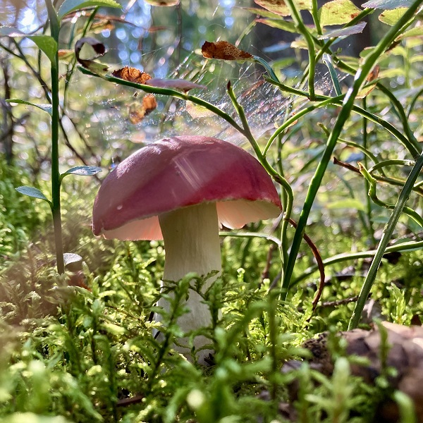 Литературная беседка