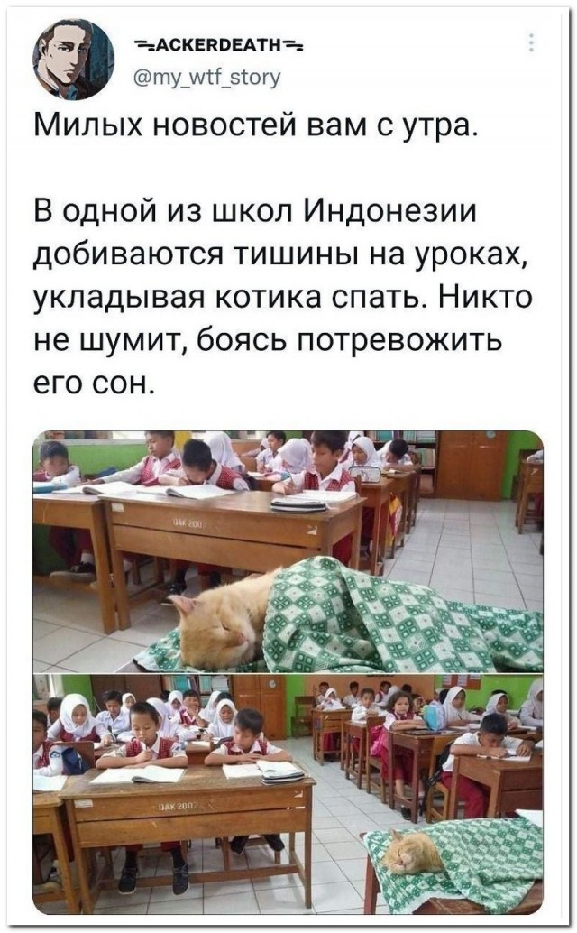Жизнь домашнего приюта "Котоленд" 416