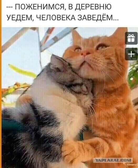 К котовторнику: подборка картинок-баянов с котиками и про котиков. Выпуск 17