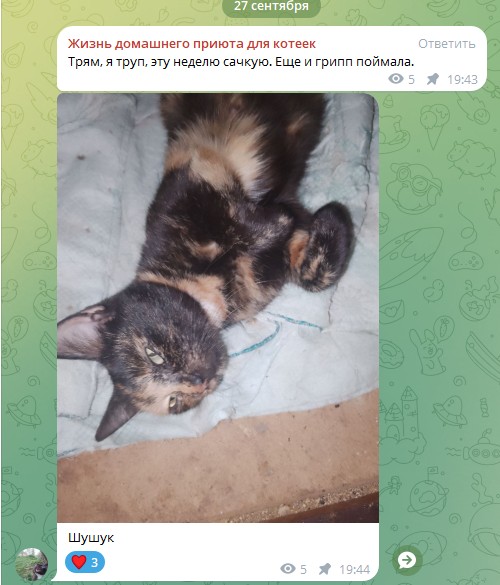 Жизнь домашнего приюта для котеек 558