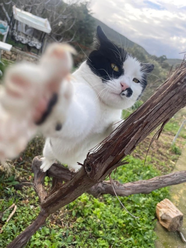 К котовторнику: подборка картинок-баянов с котиками и про котиков. Выпуск 32.