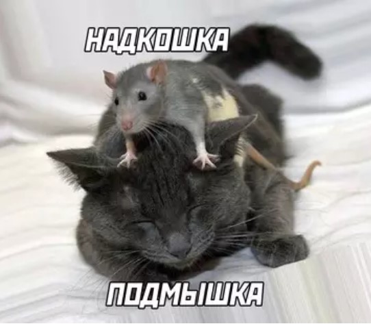Котямбосы