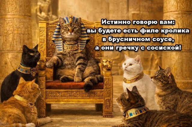 К котовторнику: подборка картинок-баянов с котиками и про котиков. Выпуск 40.