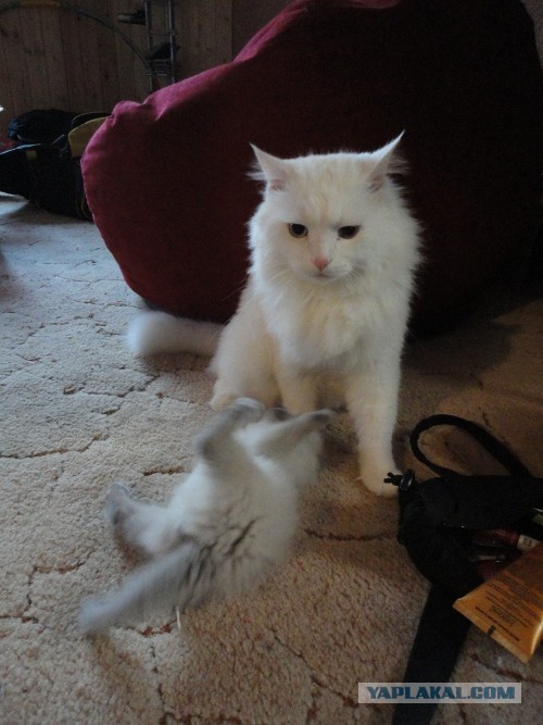 Котовторник  30.07.2013