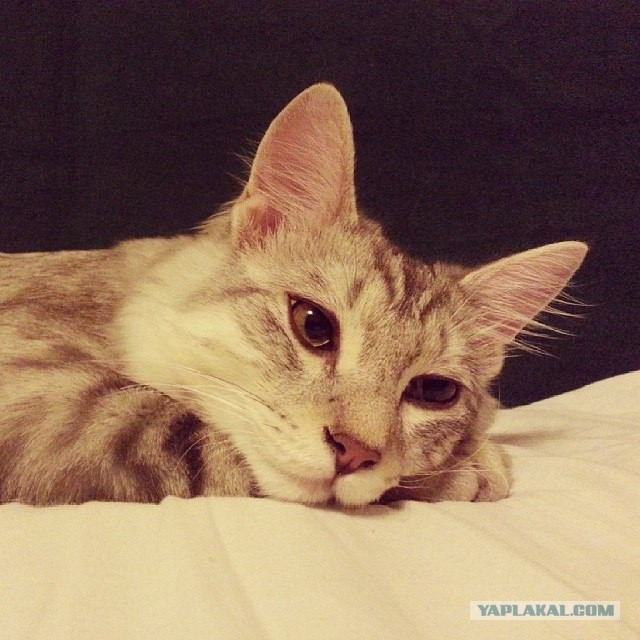 Котовторник 01.04.2014
