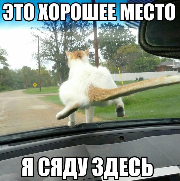 Подборка забавных фотографий