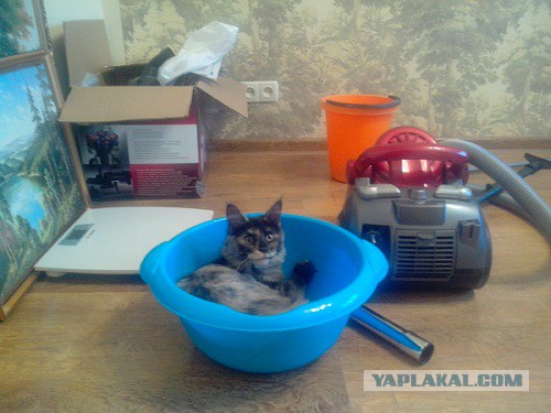 С Котовторником!