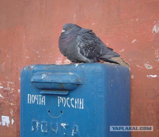 Это Россия, детка!