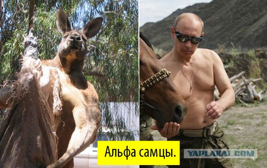 Кенгуру