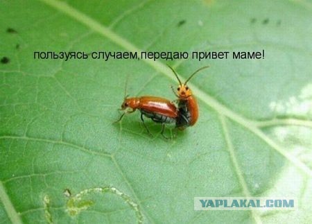 Смешные картинки