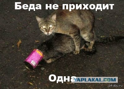 Забавных животных  фото