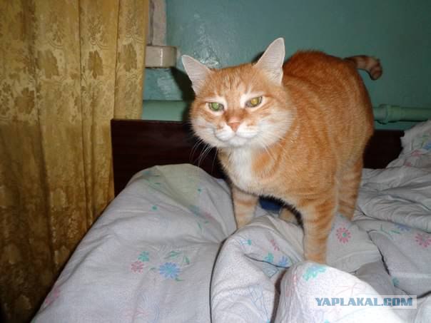 У кота нет глаз