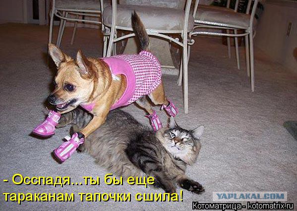 Собаки против котов