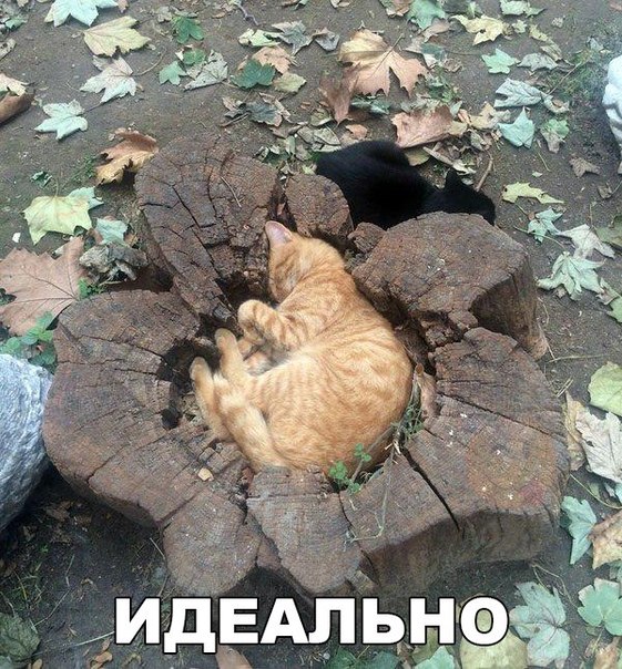 Картинки на пятницу