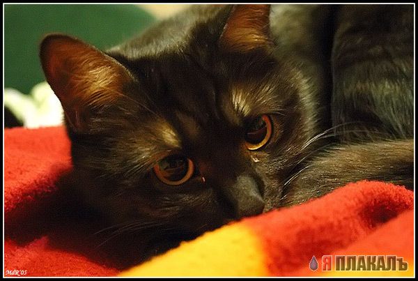 Коты, кошки, котята