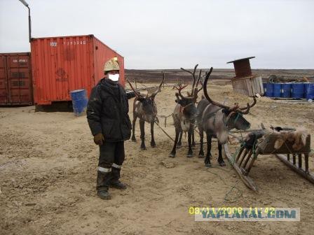 Вот ты какой, северный олень!