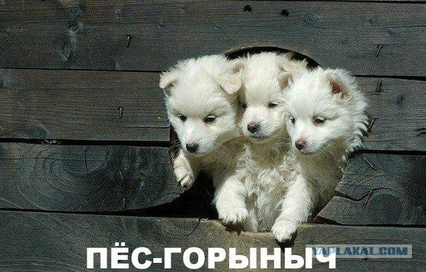 Картинки на пятницу