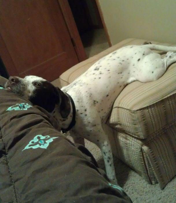 Скотинки - Животинки