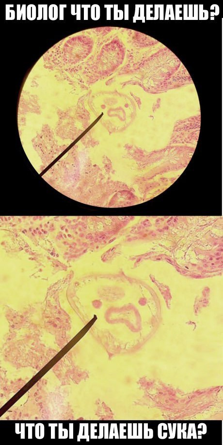 Абсурдная субботница