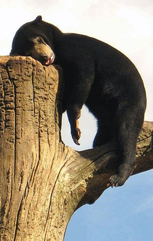 Прикольные животные