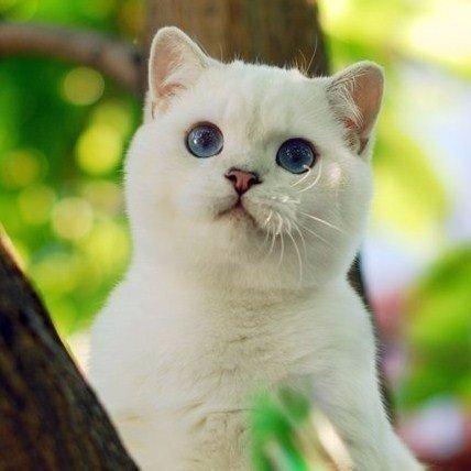 Коты из сети