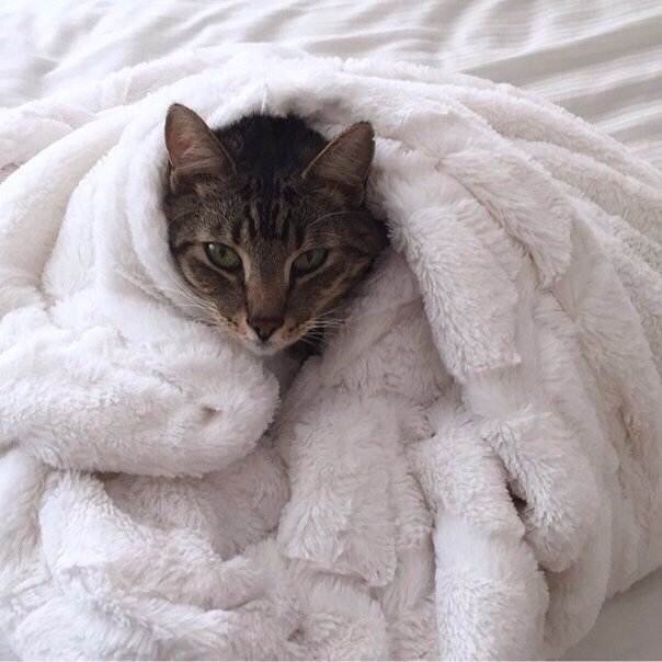 Коты и Кошки