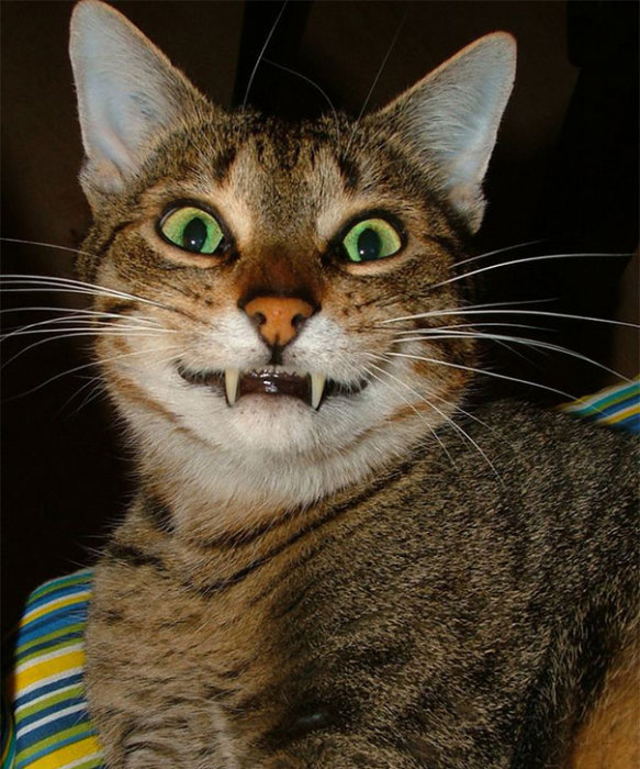 Коты и Кошки