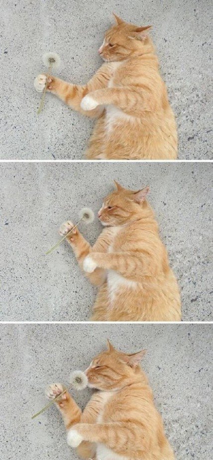 Коты и Кошки