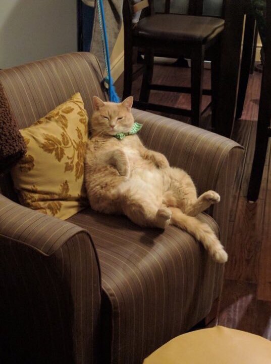 Коты и Кошки