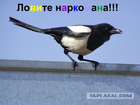 Скажите, это нормальный мультик для ребёнка?
