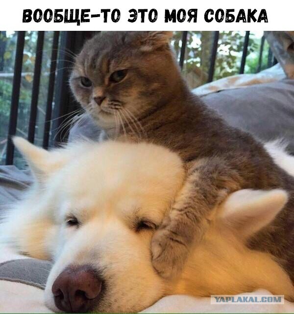 20 шикарных фотографий, в которых вся суть котов
