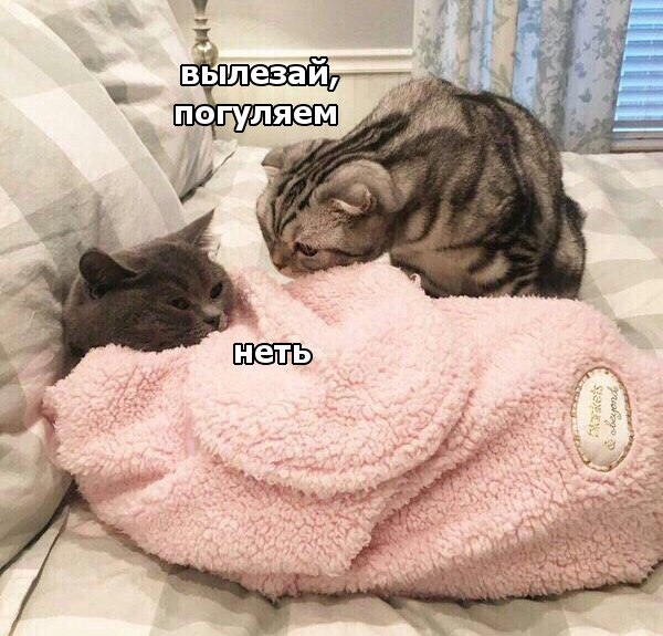 Коты и Кошки