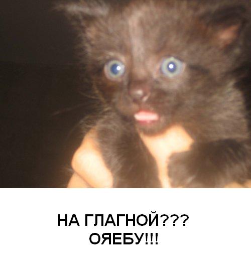 Кошак в шоке