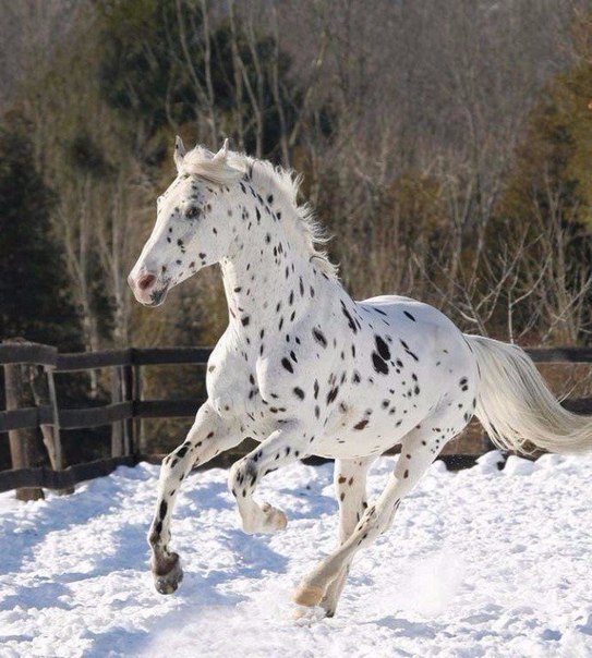 Милые животные. Мимиметр сломался