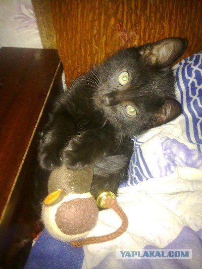 Котовторник на середину июня