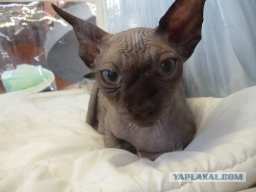Сонный Котовторник