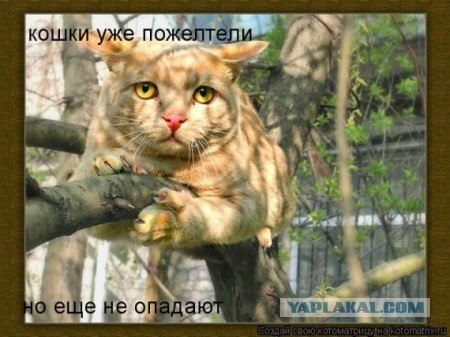 Хоть не весна - а коты прилетели!