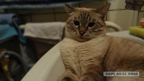 Котовторник (28.02.2012)