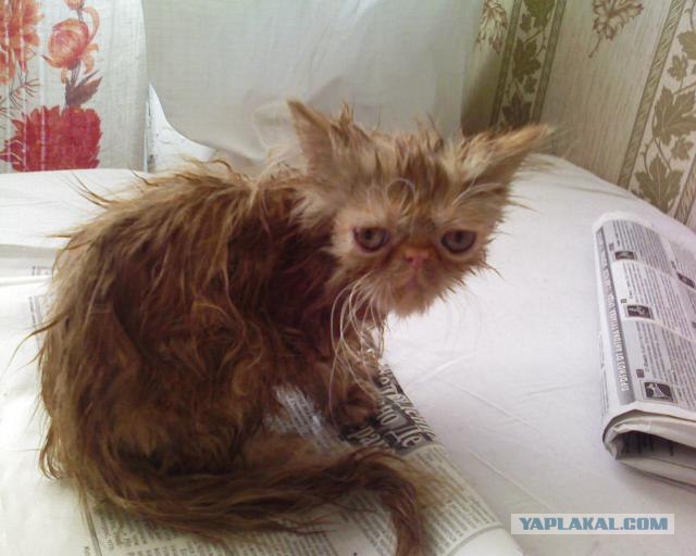 КОТОВТОРНИК (6.03.2012)