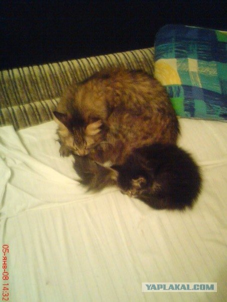 Под пристальным присмотром: детсад на прогулке